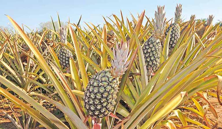 IMA reconhece Jaíba por produção de frutas