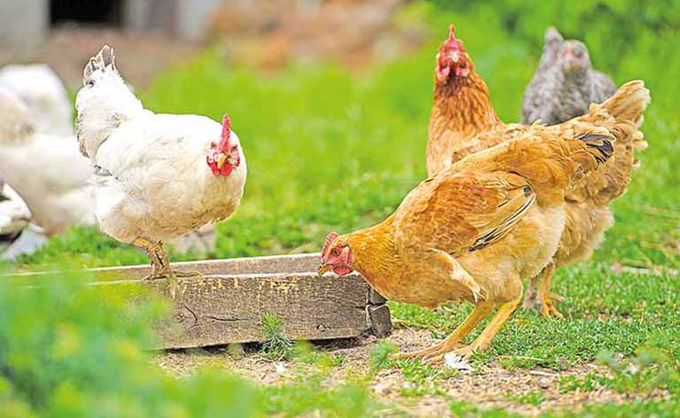 Frango caipira de Uberaba deve receber selo de programa