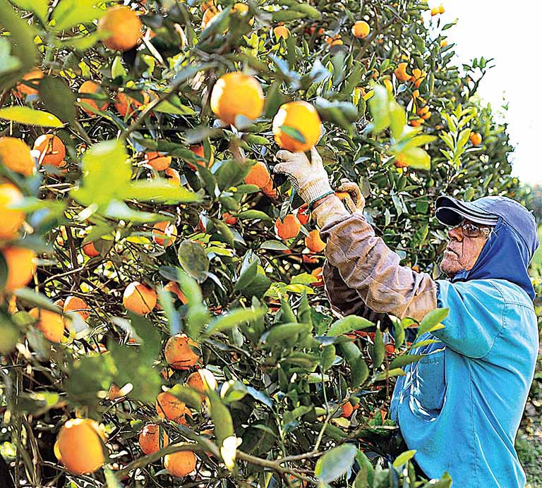 Exportações de suco de laranja do Brasil avançam 18% na safra com ajuda da União Europeia