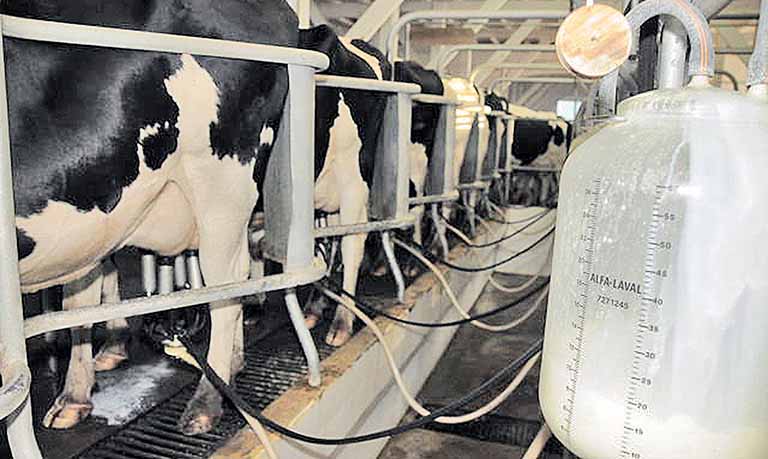 Produção do leite em Minas apresenta evolução