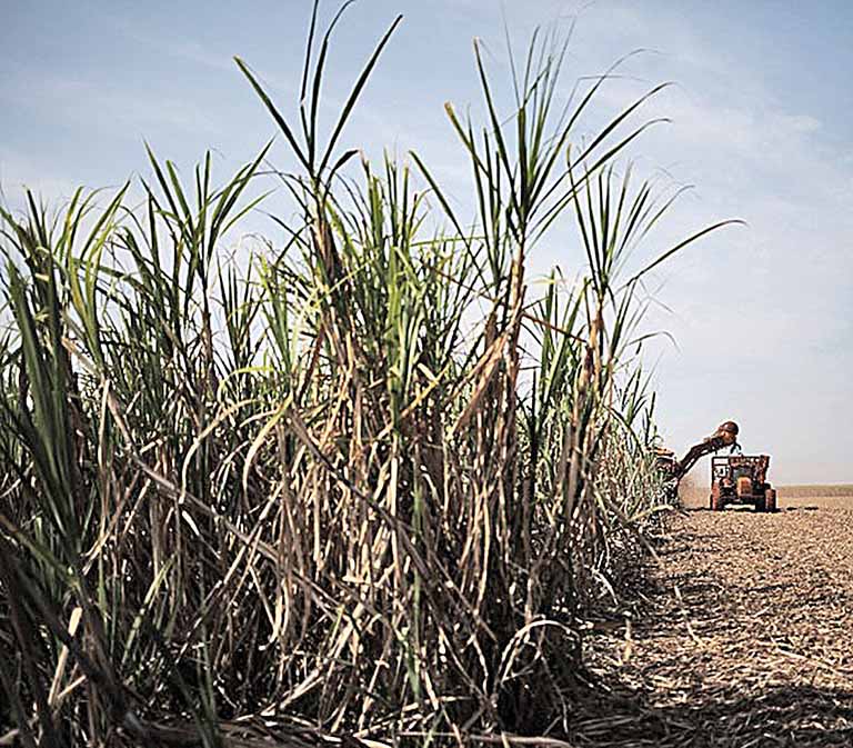 Produção de cana aumenta 8,7% em MG