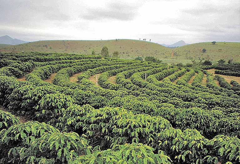 Colheita da safra de café exigirá cuidados especiais em Minas Gerais