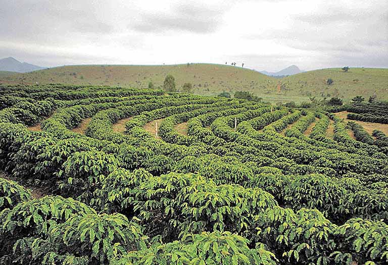 Grande parte da colheita de café em regiões montanhosas é realizada manualmente | Crédito: Divulgação