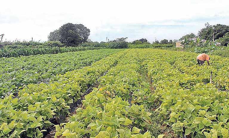Programa Nacional de Bioinsumos vai apoiar agronegócio