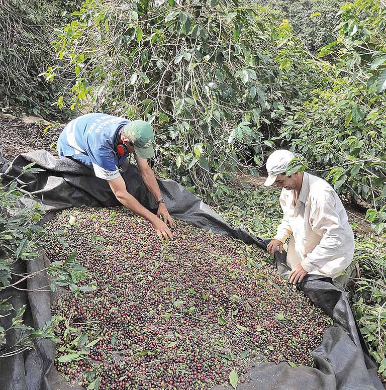 Projeto aprovado na ALMG prevê o uso de EPIs na colheita do café