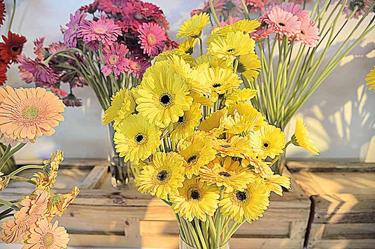 Governo inclui floricultura em 1ª etapa para reabertura de atividades no Estado