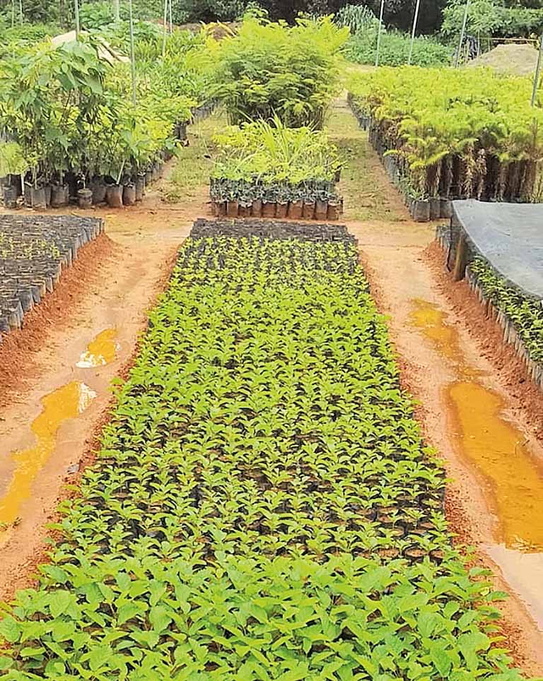 IEF produz sementes e mudas em viveiros