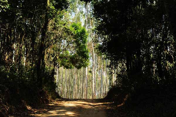 Governo orienta consórcios municipais sobre regularização ambiental