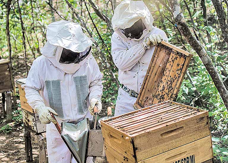 Vendas de mel e própolis verde avançam no Norte de Minas