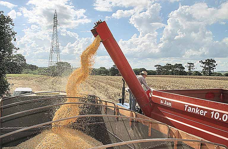 Safra mineira de grãos deve ter crescimento de 7,4%
