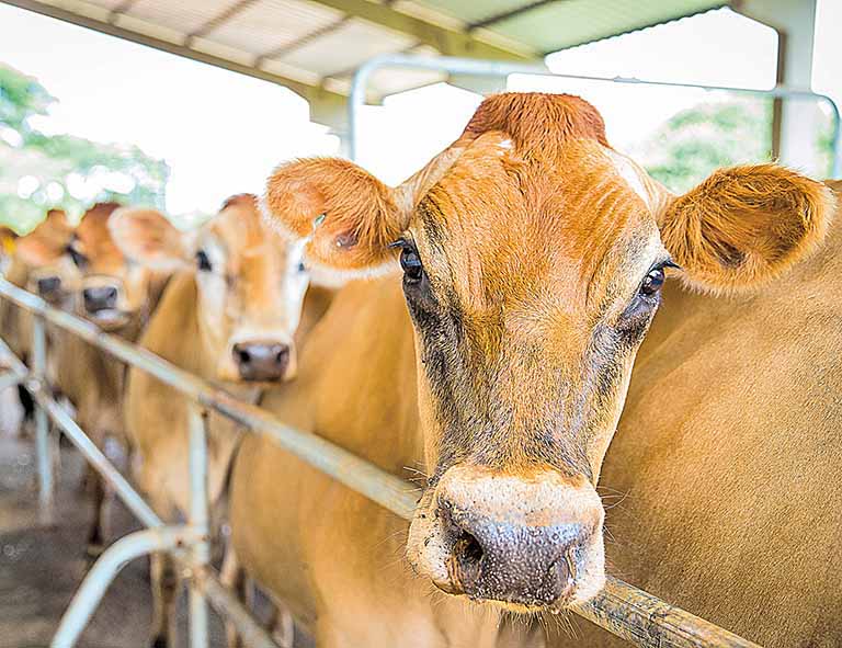 Ideagri desenvolve uma ferramenta de gestão eficiente para produtores de leite