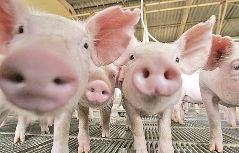 AgroLive vai levar informação a suinocultores