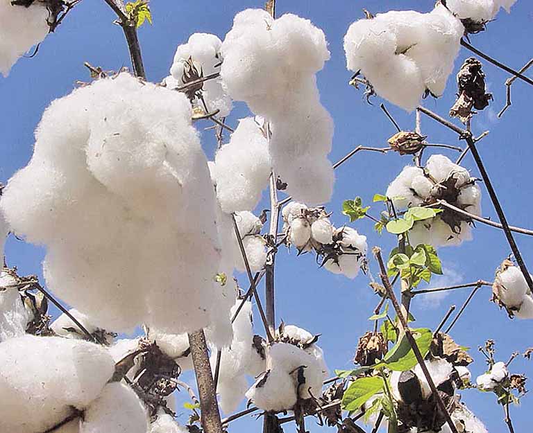 Retração na demanda prejudica a cotonicultura
