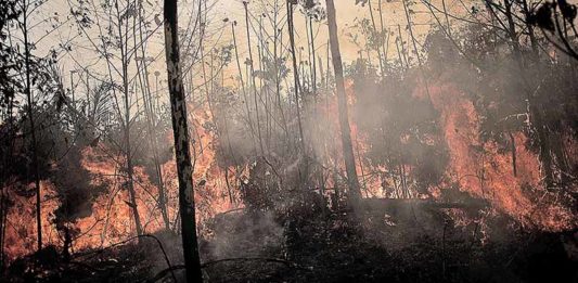 desmatamento na Amazônia