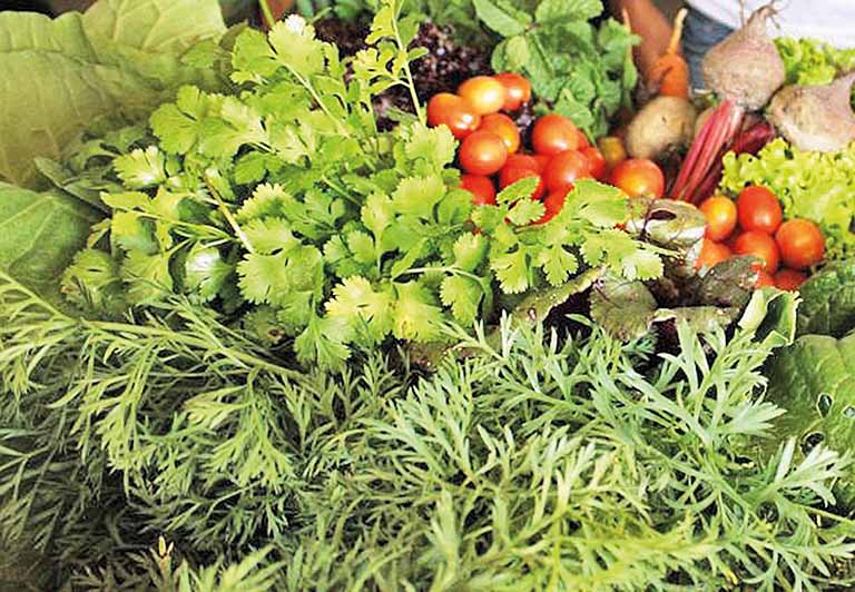 Satis vai desenvolver biofertilizante em Uberaba
