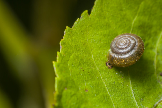 A inteligência do caracol