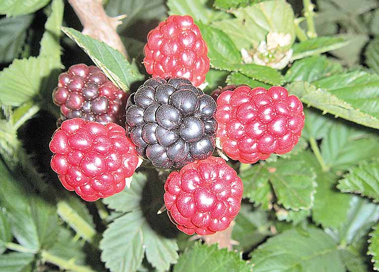 Pesquisa em Minas avalia possibilidade de plantio de berries em áreas com pouco ou nenhum frio | Crédito: Emerson Gonçalves 
