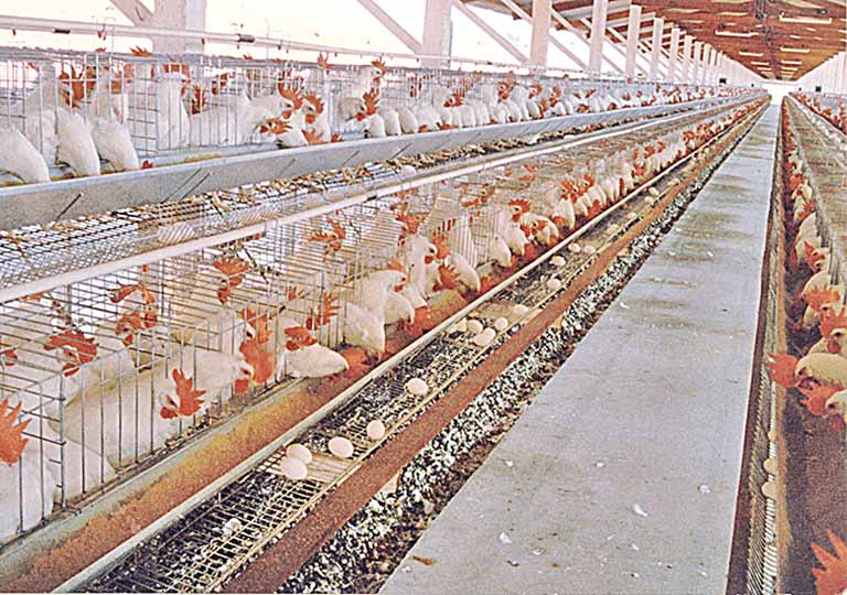 Granjas com até mil aves deverão se registrar no IMA
