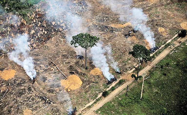 Brasil corta recursos para combater o desmatamento
