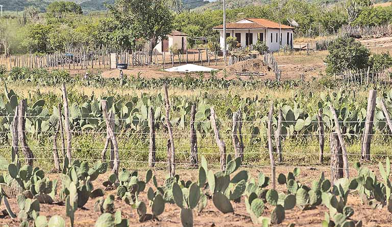 Forrageiras como fonte de alimentação para rebanho