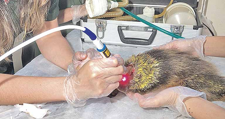 Equipamento pioneiro trata de animal silvestre em MG