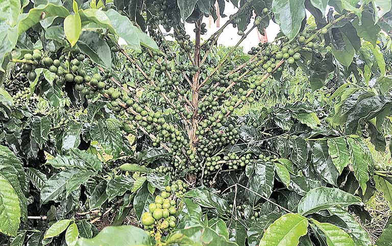 Melhor qualidade valoriza o café da nova safra, avalia a Cooxupé