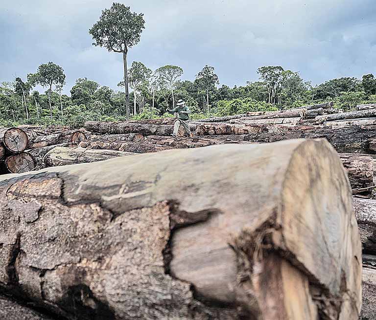BNP não financiará empresas ligadas a desmatamento