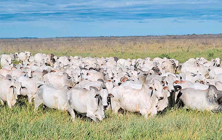 Retirada de vacinação em Minas deve ser adiada