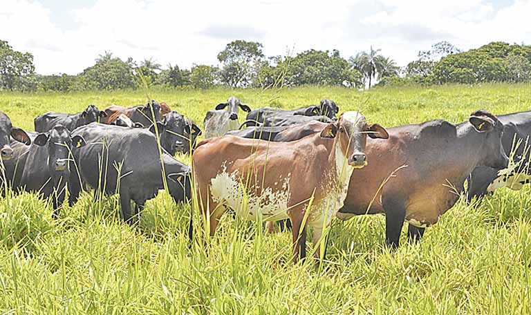 Falta de vacinas não deve impedir produtor rural de obter GTA no Estado