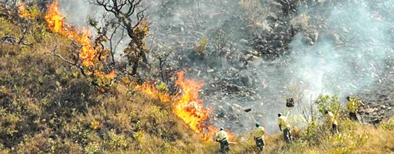 IEF lança campanha para prevenir incêndios florestais