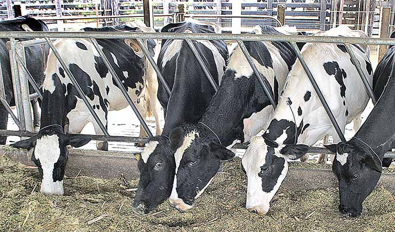 Silagem de soja é alternativa para reduzir custos da pecuária de leite