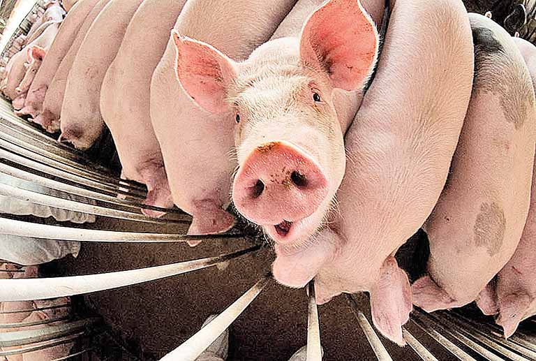 Suinocultura realiza o 1º fórum estadual