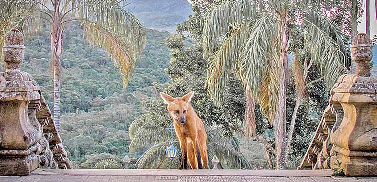 No Santuário do Caraça já existe protocolo até para ver o Lobo Guará; plateia foi reduzida e local de acesso higienizado | Crédito: Divulgação