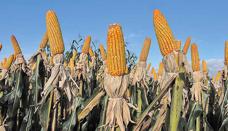 Produção de milho no País deve somar 115,5 mi de toneladas