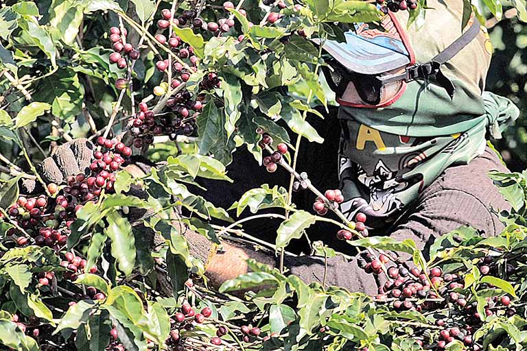 Safra recorde de grãos e café prometem alavancar VBP da Agropecuária em MG