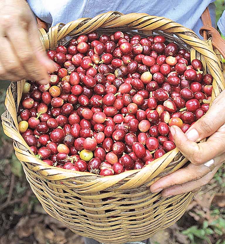 Tripes podem ser saída para controle biológico da broca-do-café