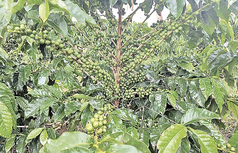 Geadas e fortes chuvas deixam agricultores em alerta em Minas