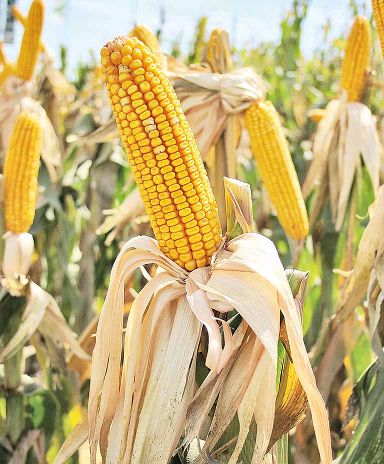 Produtividade no campo pode triplicar com análise de solo