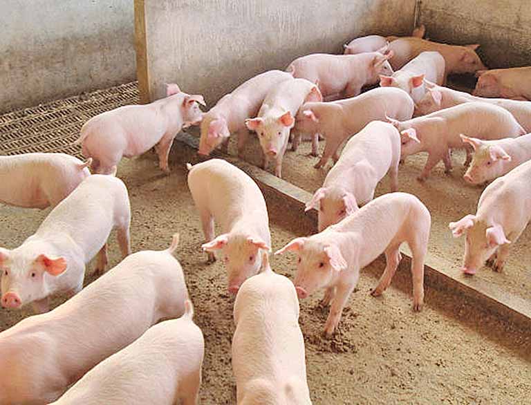 Abate de suínos é o único a avançar no 2º tri