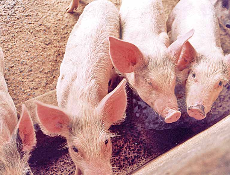 Abate de suínos registra alta de 9,8% em Minas, aponta o IBGE
