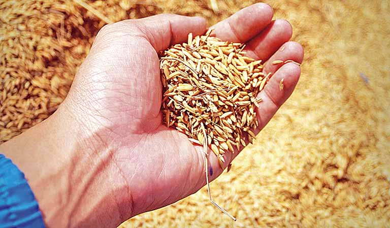 Imposto de Importação do arroz é zerado pela Camex