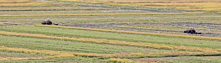 Governo define regras para a importação de arroz