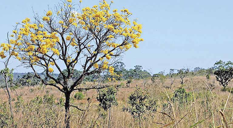 Biomas têm redução de 8,34% no Brasil