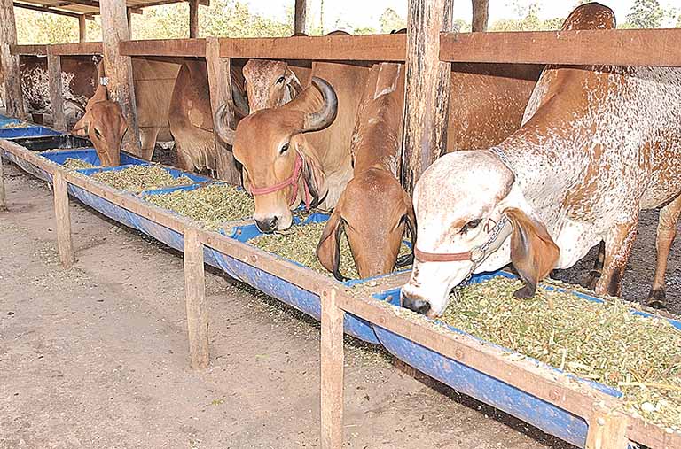 Com a valorização nas cotações da soja e do milho, a ração bovina ficou 50% mais cara | Crédito: Divulgação