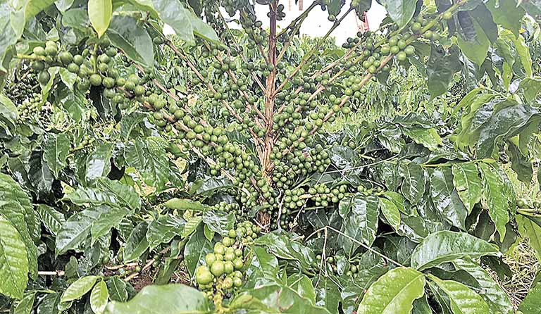 Cooxupé conclui 92,5% da colheita