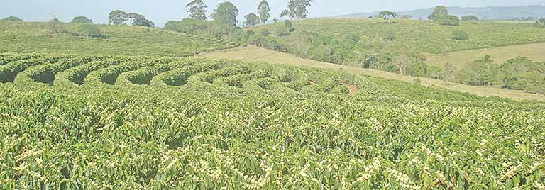 Tempo seco pode prejudicar florada em Minas