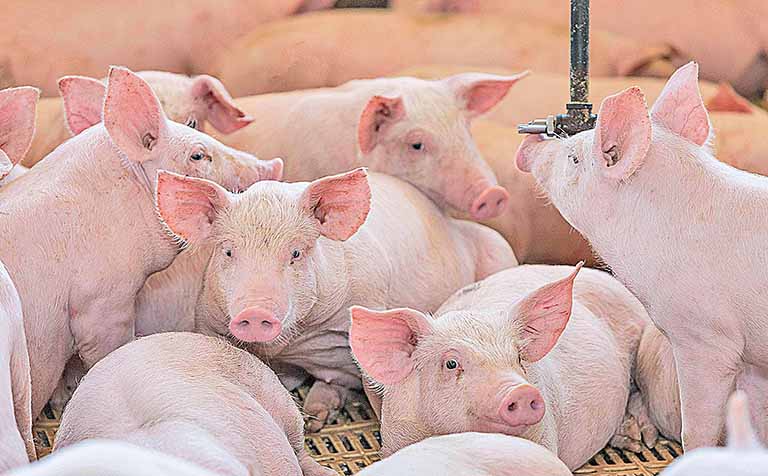Preço da carne suína é recorde em Minas