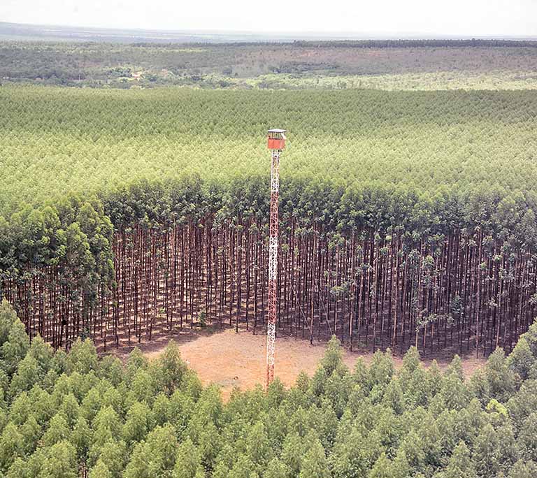 Indústria florestal deverá retomar aportes no Estado no próximo ano