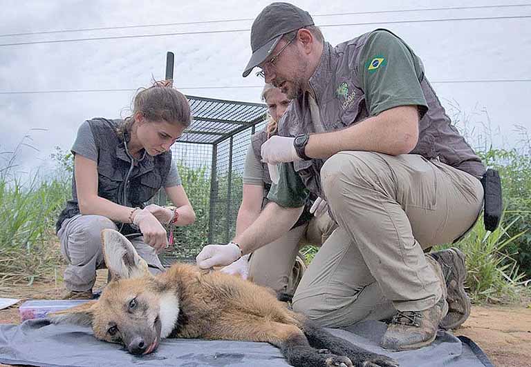 Lobo-guará gera benefício ao produtor rural