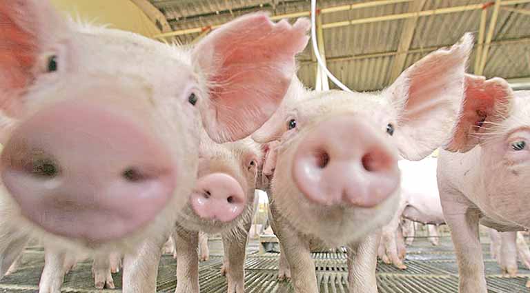País alcança abertura de 100 novos mercados